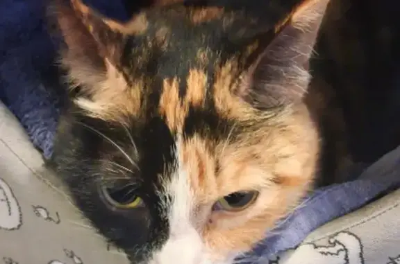 Friendly Young Calico Found in...