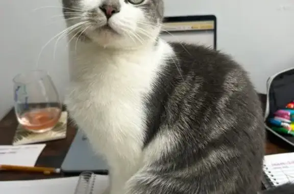 Lost кошка, Female, Lake Drive...