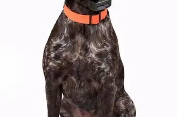 Lost Собака, Gravel Hill Road, Parrott - shy but friendly - photo