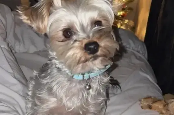 Missing dog Latta, photo: Lost Собака, Latta - wearing a blue collar with a bell