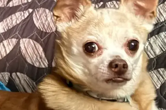 Lost Собака, Female, Caughdenoy Road, 5243, Town of Clay, North Syracuse - fawn chihuahua with heart condition - photo