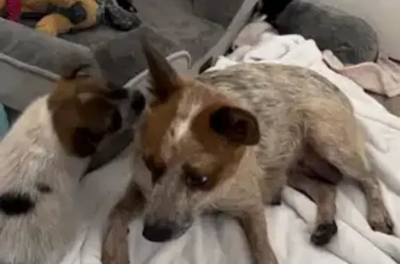 Lost Собака, Rock House - red mini healer female - photo