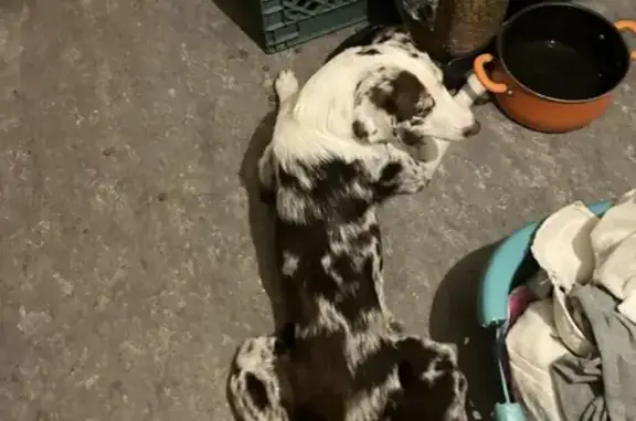 Lost Собака, E Street, 575, Waterford - brown Merle Australian with unique features - photo