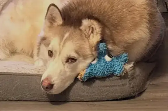 Lost Собака, 4700 West, West Haven - 5 year old husky - photo