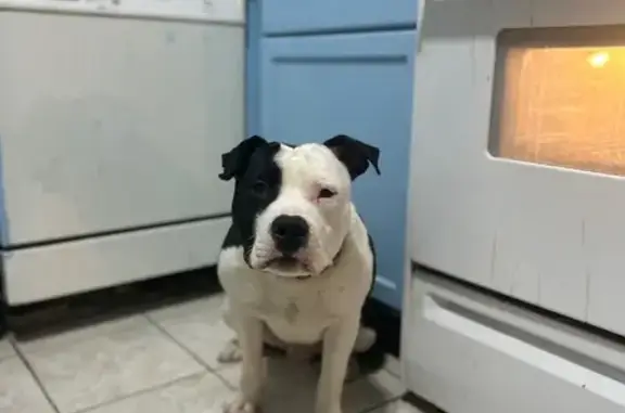 Lost Собака, East Bowman Stree...