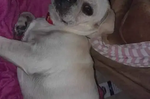 Lost Собака, Picayune, Mississippi - white creamish color pug - photo