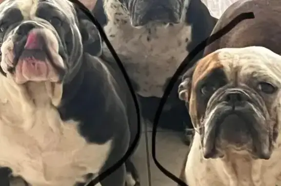 Lost Собака, Female, North Str...