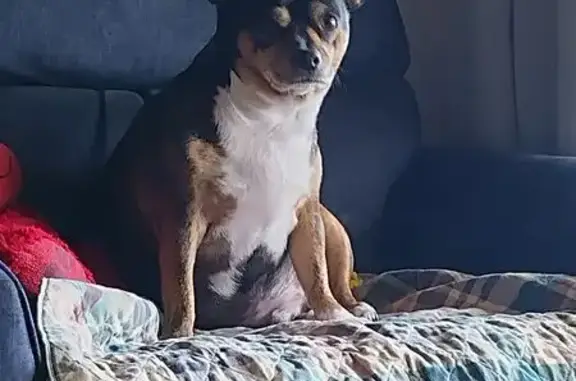 Lost Собака, Rhodes Street Nor...