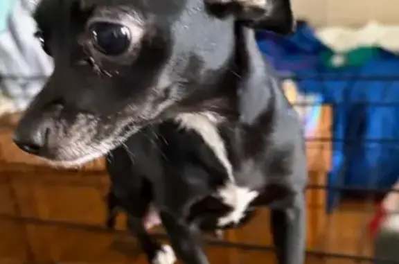 Lost собака, West 58th Place,...