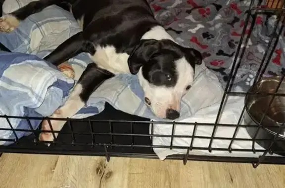 Found Male Dog, Havenshire Pla...