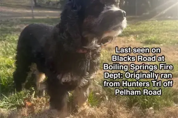 Lost Собака Female, Hunters Tr...