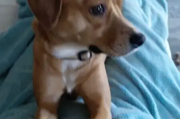 Lost Собака, East Main Street,...