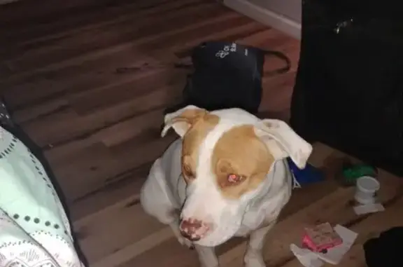 Lost собака, Female, Edwards S...