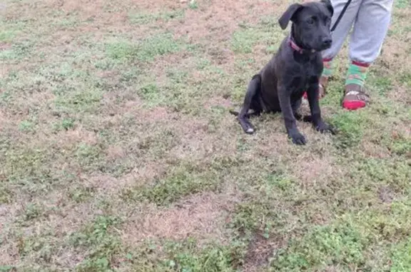 Found собака, Havenshire Place...