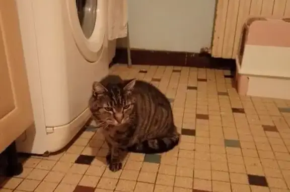 Animaux trouvés Bonnétable, photo: Trouvé chat mâle, Rue Saint-Etienne, 18, Bonnétable