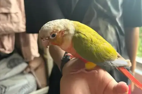 Found pets Singapore, photo: Found: Friendly Green-Cheeked Conure!