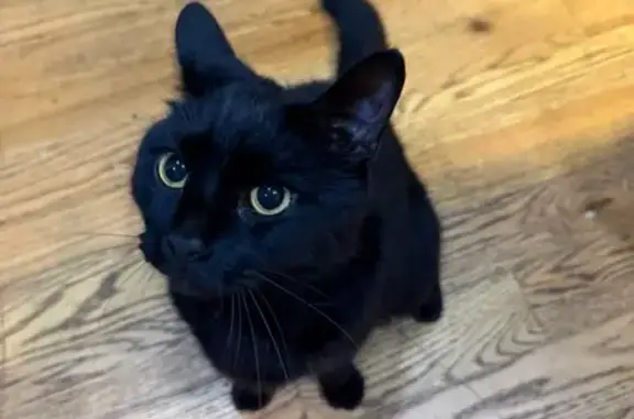 Lost Кошка, Cross Street, 188,...