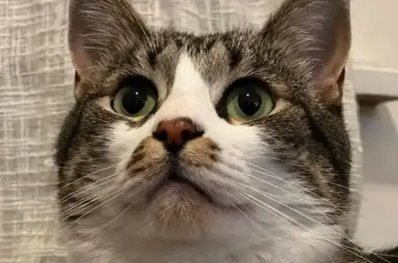 Lost Кошка, Southridge Drive,...