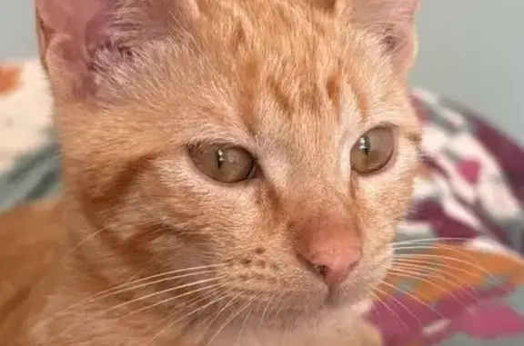 Perdu Chat Femme, Route de Lannemaignan, Labastide-d'Armagnac, Villeneuve-de-Marsan - rousse clair et assez grande - photo