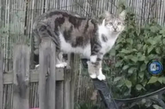 Animaux perdus La Bazoge, photo: Perdu chat, Domaine de la Prairie, 4, La Guierche - sociable et castré