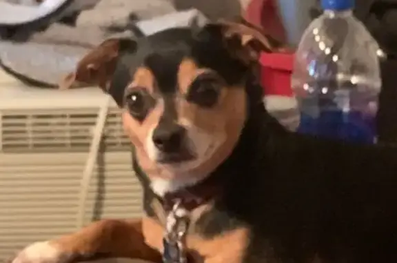 Lost Собака, East Washington S...