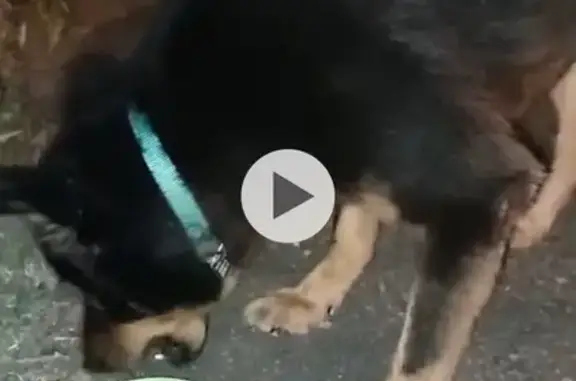 Found pets Singapore, photo: Found Dog on Jasmine Road, Singapore