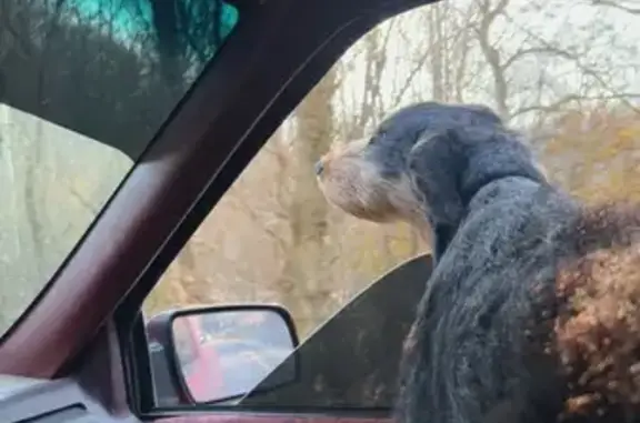 Lost Собака, Dunlow, West Virg...