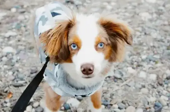 Lost Собака, Coeur d'Alene, Id...