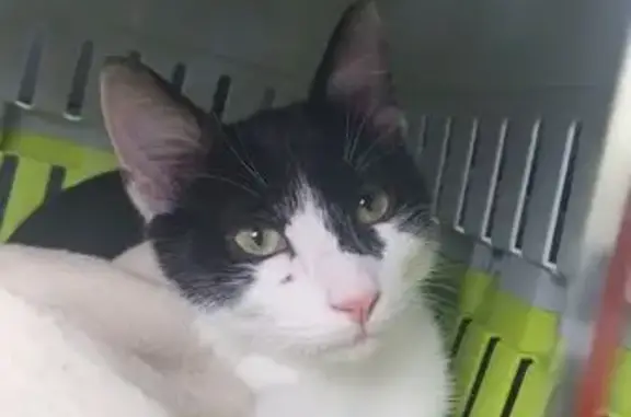 Animaux trouvés Paris, photo: Trouvé chat mâle, Place Raoul Péret, Saint-Martin-la-Pallu, Paris - noir et blanc, très affectueux