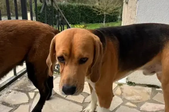 Chien trouvé Usson-du-Poitou, photo: Trouvé chien homme, D 727, Payroux, Usson-du-Poitou - non tatoué et sans collier