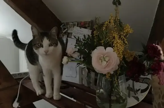 Perdu chat mâle, Rue de la Viotte, Besançon - tigré et blanc avec museau rose - photo