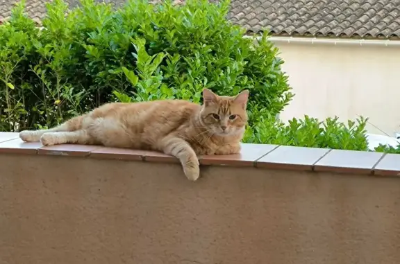 Animaux perdus Montpellier, photo: Perdu chat homme, Connaux, Montpellier - chat roux à poils courts