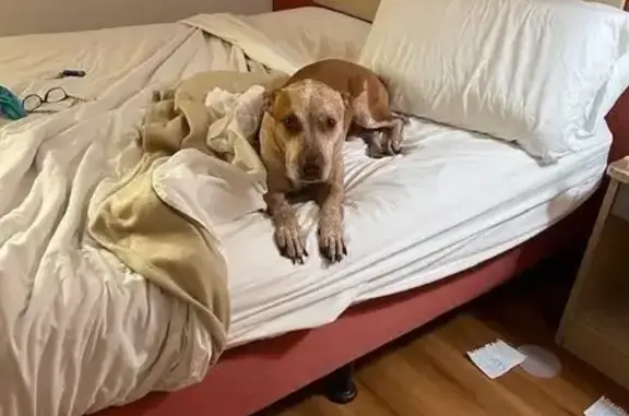 Lost Собака, West Tregallas Road, 2746, Antioch - tri colored, right front leg amputated - photo