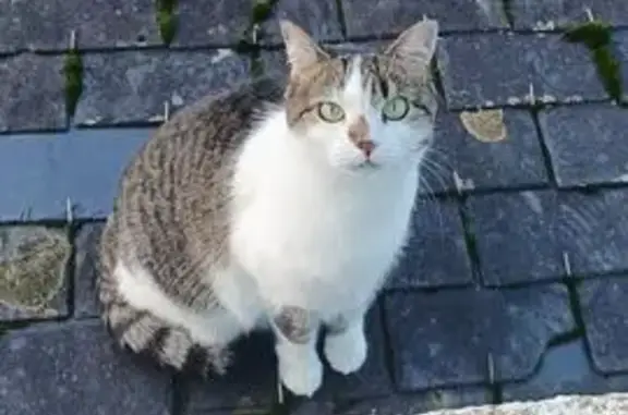 Animaux perdus Paris, photo: Chat perdu, Rue Anatole le Braz, Bégard, Paris - tigrée/blanche et craintive