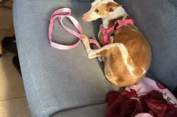 ¡Perro Perdido en Bormujos! Correa Rosa, Arnés Rojo