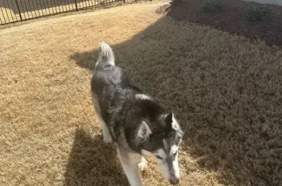 Found dog Apex, photo: Found собака, Apex, North Carolina - Husky без ошейника или метки