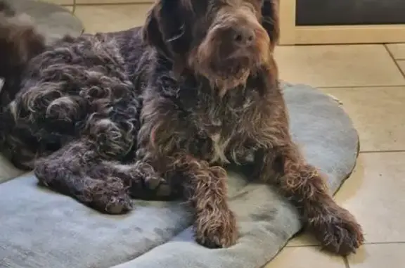 Perdu chien femelle, Coupéville, Grand Est - griffon korthal avec collier jaune - photo