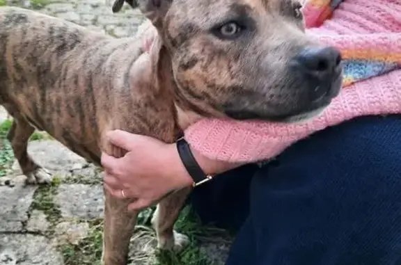Animaux trouvés Lyon, photo: Trouvé chien homme, Cœuvres-et-Valsery, Lyon - pas de collier