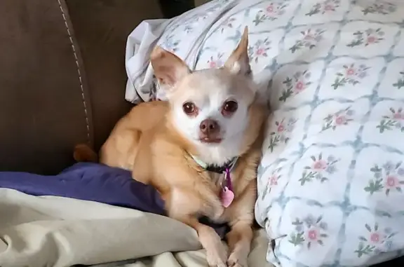 Lost Собака, Female, Trevi Lane, New York - Blonde Chihuahua with heart condition - photo
