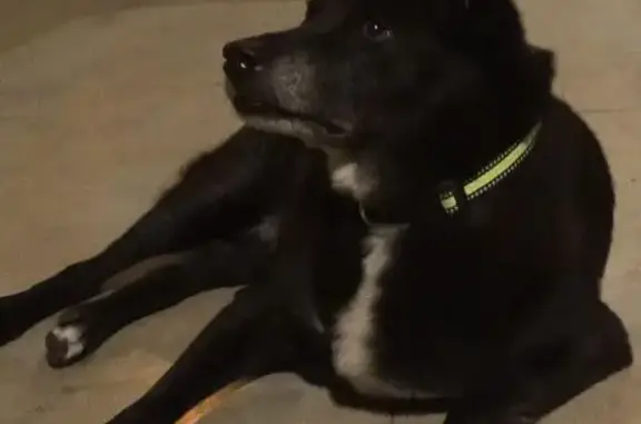 Chien perdu Florange, photo : Perdu chien femelle, Rue de Normandie, 2, Florange - patte arrière blessée