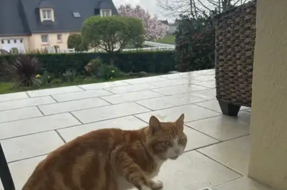 Chat trouvé Paris, photo: Trouvé chat, Rue Pasteur, Baud, Paris - cicatrice sur le nez