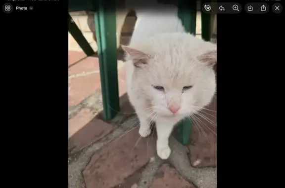 Animaux trouvés Montendre, photo: Trouvé chat mâle, Avenue de la République, 1, Montendre - yeux bleu clair, non castré