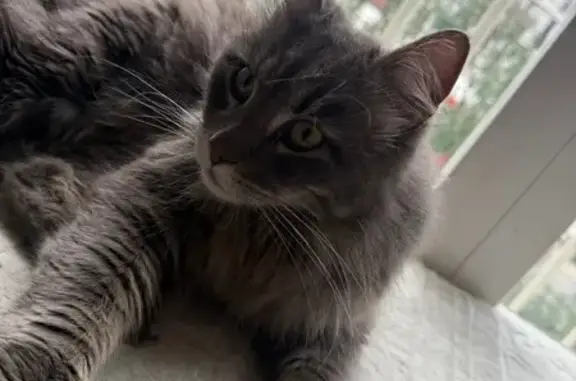 Animaux trouvés Paris, photo: Trouvé chat, Boulevard Henri Sappia, Nice - main coon gris et blanc
