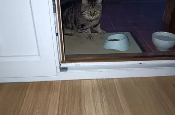 Animaux trouvés Prades, photo: Trouvé chat, Allée Arago, 24, Prades - chat tigré, gris foncé