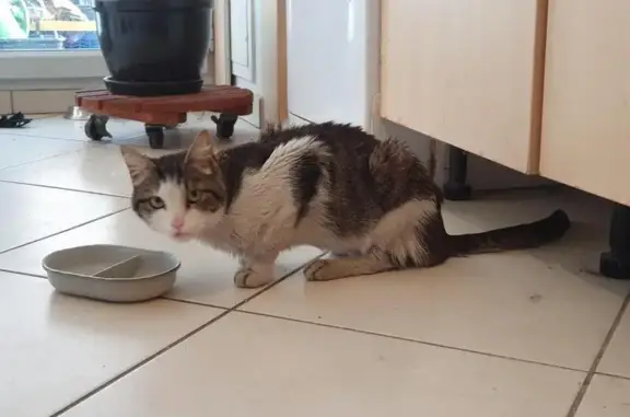 Trouvé chat homme, Rue Joseph Chapelle, 6, Lyon - patte gauche blanche - photo