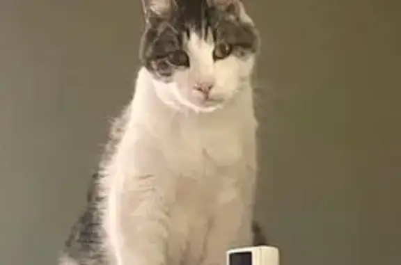 Missing cat Male, San Antonio (usl532188) - photo