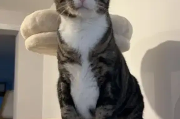 Perdu chat mâle, Rue des Pins, 25, Violaines - tigré pattes blanches - photo