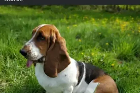 Chien perdu Pierrelaye, photo : Perdu chien femelle, Chemin des Bœufs, 40, Herblay-sur-Seine - Basset Hound 3 couleurs