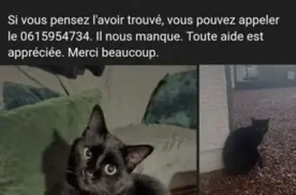 Animaux perdus Paris, photo: Perdu chat homme, Pont Allant Maubeuge, Paris - noir, castré, sans collier