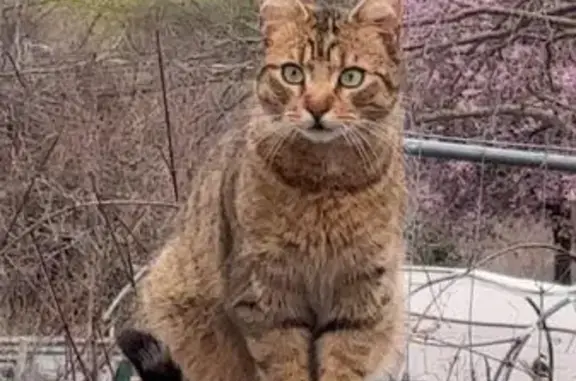 Chat disparu Garçon, Clermont-Ferrand (fl585814) - photo